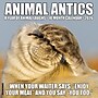 2026 Willow Creek Animal Antics 12" x 12" Monthly Wall Calendar (57735X)~#|#~8B94A255-12C5-4382-A055C66CDD1B56D9_sc7