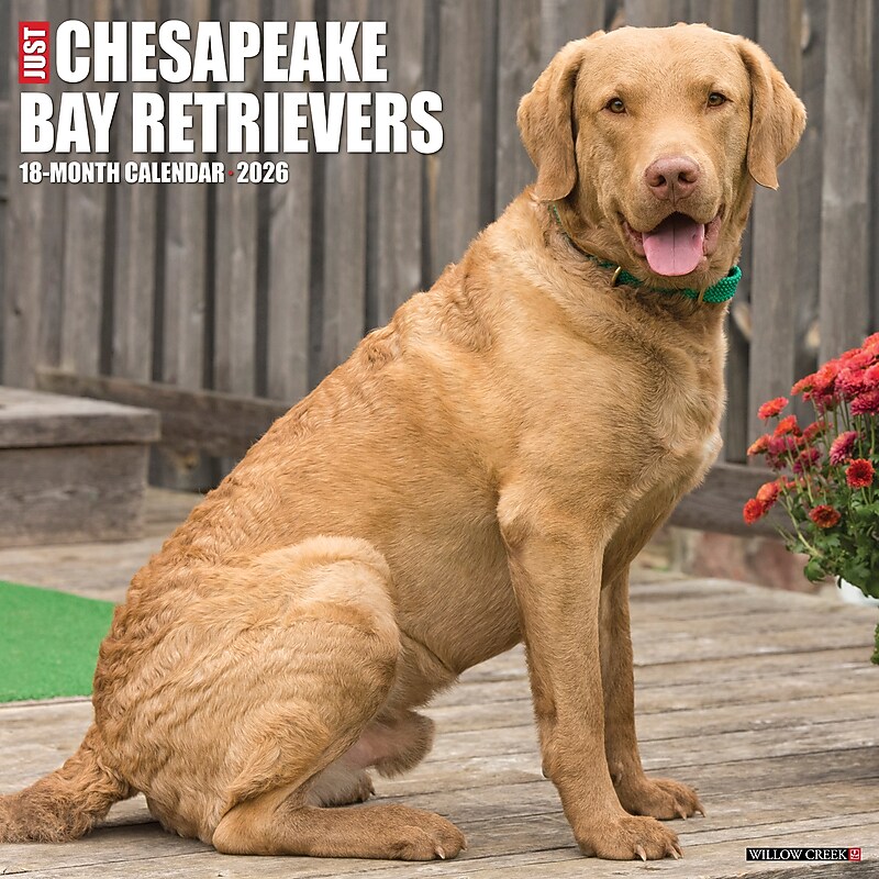 2026 Willow Creek Chesapeake Bay Retrievers 12" x 12" Monthly Wall Calendar (50668) image 1
