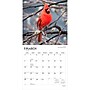 2027 BrownTrout Songbirds 12" x 12" Monthly Wall Calendar (9798330712113)~#|#~8BF8022B-56B1-417B-BD2CDCEBFC677F2A_sc7