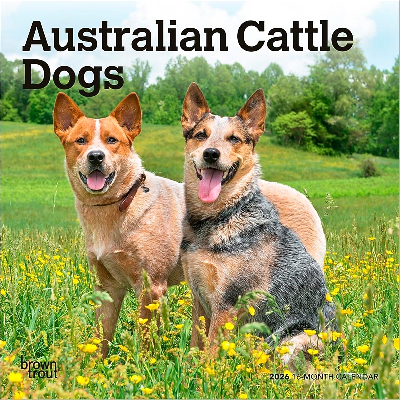 2026 BrownTrout Australian Cattle Dogs 7" x 7" Monthly Wall Calendar (9798330702183) image 1