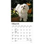 2027 BrownTrout Maltese 7" x 7" Monthly Wall Calendar (9798330710041)~#|#~8C29E307-24F6-40CD-8A03AD6FA7AC8080_sc7