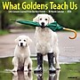 2026 Willow Creek What Goldens Teach Us 12" x 12" Monthly Wall Calendar (53188)~#|#~8C91CC67-C035-4D80-BA544E32014F8845_sc7