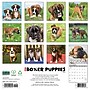 2027 Willow Creek Boxer Puppies 12" x 12" Monthly Wall Calendar, Assorted Colors (59319)~#|#~8C96C3F4-DDC7-4543-9F6D6B5F8F175FA7_sc7