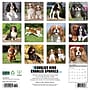 2026 Willow Creek Cavalier King Charles Spaniels 12" x 12" Monthly Wall Calendar (50651)~#|#~8CA9BE27-D5E0-468D-8F7DA9D1797DA9E9_sc7