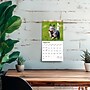 2026 BrownTrout Blue Heelers 7" x 7" Monthly Wall Calendar (9798330702510)~#|#~8CF314BA-C35F-4558-998B40B637D5530B_sc7
