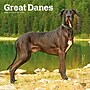 2027 BrownTrout Great Danes 12" x 12" Monthly Wall Calendar (9798330714216)~#|#~8CFAD962-83E5-4D38-9F69751CDA004F2B_sc7