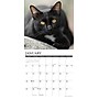 2026 Willow Creek Black Cats 12" x 12" Monthly Wall Calendar (50286)~#|#~8D91175F-AD93-4DD4-9F9DB8F41763E37B_sc7