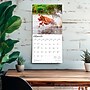 2026 BrownTrout American Pit Bull Terriers 12" x 12" Monthly Wall Calendar (9798330702091)~#|#~8E114A61-097C-4F47-9CAE447414F53175_sc7