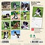 2027 BrownTrout Border Collie Puppies 7" x 7" Monthly Wall Calendar, Assorted Colors (9798330709915)~#|#~8E3944A6-6C33-423A-AE7180C1B9B15773_sc7