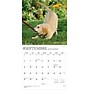 2026 BrownTrout Chiots 12" x 12" Monthly Wall Calendar (9798330707386)~#|#~8E6CDDAC-CB47-49F2-AA3227247C12887C_sc7