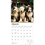 2026 BrownTrout Old English Sheepdogs 12" x 12" Monthly Wall Calendar (9798330704989)~#|#~8E777FD3-E2D9-453C-B2688D7D13E88F3B_sc7