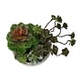 Monarch Specialties Inc. 9" Artificial Succulent Plant in Pot, 2/Set (I 9365)~#|#~8E77A17F-A2D3-498C-8B8E5B053CCCE201_sc7