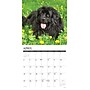 2027 Willow Creek Newfoundlands 12" x 12" Monthly Wall Calendar (61510)~#|#~8ED3D892-6AC6-4F87-985E45991CA933F4_sc7