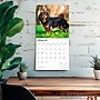 2026 BrownTrout Cavalier King Charles Spaniels 12" x 12" Monthly Wall Calendar (9798330702824)~#|#~8EE2178D-ED0D-4227-9C1CC89F0858DF19_sc7