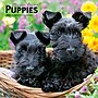 2027 BrownTrout For the Love of Puppies 7" x 7" Monthly Wall Calendar (9798330709748)~#|#~8F0C71A1-B013-4A98-B30E266B277D0848_sc7