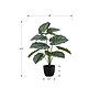 Monarch Specialties Inc. 24" Artificial Calathea Plant in Pot (I 9577)~#|#~8FC2E2EA-2F4E-4157-B0585A4E1C5A2903_sc7