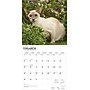 2026 BrownTrout Siamese Cats 12" x 12" Monthly Wall Calendar (9798330705573)~#|#~8FDCBD1F-4AB1-45A5-945A9EB7625B5A33_sc7