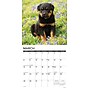 2026 Willow Creek Rottweiler Puppies 12" x 12" Monthly Wall Calendar (52600)~#|#~90104C7E-0ECB-4679-97E1B608911EF12B_sc7