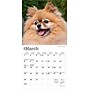 2026 BrownTrout Pomeranians 7" x 7" Monthly Wall Calendar (9798330705146)~#|#~906BD1B7-F5F7-43BC-BBB5AA1603861FB8_sc7