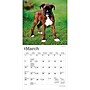2027 BrownTrout Boxer Puppies 7" x 7" Monthly Wall Calendar, Assorted Colors (9798330709946)~#|#~90F6227A-084E-40ED-9F8D884EE30A755F_sc7