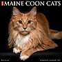2027 Willow Creek Maine Coon Cats 12" x 12" Monthly Wall Calendar, Assorted Colors (61121)~#|#~913CCFD0-B5BB-45BD-9C183217FBADF3FE_sc7