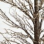 Nearly Natural 6-ft Pre-Lit Artificial Twig Tree with 480 Warm White LED Lights (T4929)~#|#~9261C1E0-5545-410B-8CE7A178A1B589F2_sc7