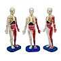 SmartLab Toys Squishy Human Body Boxed Set (834509000540)~#|#~927B3F1E-C786-42C4-ABAC8DBA6BD4DCB0_sc7