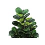 Monarch Specialties Inc. 47" Artificial Fiddle Tree in Pot (I 9515)~#|#~92C459C0-D40A-45FC-874A9516F3479F1A_sc7