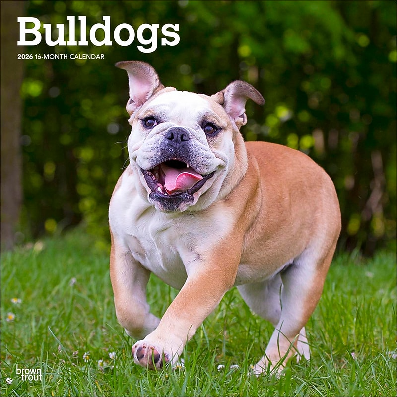 2026 BrownTrout Bulldogs 12" x 12" Monthly Wall Calendar (9798330703210) image 1