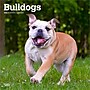2026 BrownTrout Bulldogs 12" x 12" Monthly Wall Calendar (9798330703210)~#|#~938DFF98-DA04-40E2-8A191A1EF7894064_sc7