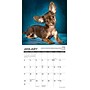 2027 Willow Creek Chihuahua Rules 7" x 7" Monthly Wall Calendar (63958)~#|#~9398396A-D1F4-4B75-BCB63C0F077B6E98_sc7