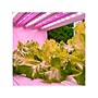 Viribright 11-Watts Full-Spectrum LED Leaf Grow Light Bulb (290108)~#|#~93A7E2B7-2A69-40C9-BEE79BCB2BC0BCDF_sc7