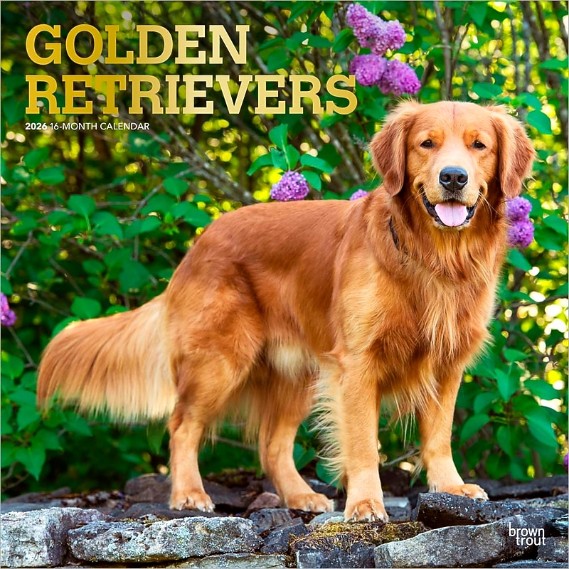 2026 BrownTrout Golden Retrievers 12" x 12" Monthly Wall Calendar (9798330703494) image 1