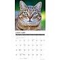 2026 Willow Creek Tabby Cats 12" x 12" Monthly Wall Calendar (52938)~#|#~944F5C65-46AC-4138-99929551B040E56B_sc7