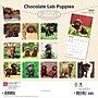 2027 BrownTrout Chocolate Labrador Retriever Puppies 12" x 12" Monthly Wall Calendar (9798330712533)~#|#~945580A2-41FA-40E9-B179A44686FD381F_sc7
