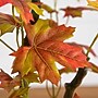 Nearly Natural 4' Autumn Maple Artificial Fall Tree (T4729)~#|#~94C5838F-2921-4B75-8522AB3865F7A562_sc7