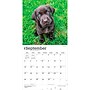 2027 BrownTrout Chocolate Labrador Retriever Puppies 12" x 12" Monthly Wall Calendar (9798330712533)~#|#~94F13B2E-B994-46CB-9BC3C0261F1EC12E_sc7