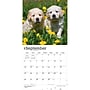 2027 BrownTrout Golden Retriever Puppies 12" x 12" Monthly Wall Calendar (9798330712465)~#|#~957E0C1B-1266-4A7E-B07C4B5C1DA5BFC1_sc7