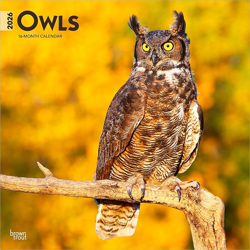 2026 BrownTrout Owls 12" x 12" Monthly Wall Calendar (9798330705054) image 1
