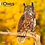 2026 BrownTrout Owls 12" x 12" Monthly Wall Calendar (9798330705054)~#|#~95B90BA6-4E46-4B82-9A63C195CA26A69C_sc7