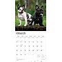 2026 BrownTrout French Bulldogs 12" x 12" Monthly Wall Calendar (9798330703302)~#|#~95D59035-FFFF-47A2-88552F8D143C1EA9_sc7