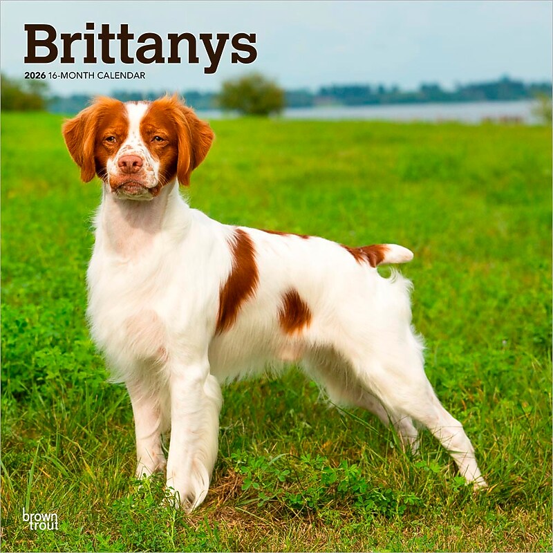 2026 BrownTrout Brittanys 12" x 12" Monthly Wall Calendar (9798330702640) image 1