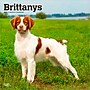 2026 BrownTrout Brittanys 12" x 12" Monthly Wall Calendar (9798330702640)~#|#~961A3A8A-49BB-479F-9A1EB32A7E2000CB_sc7
