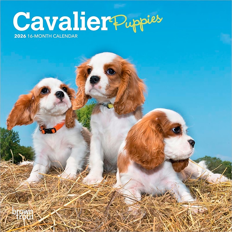 2026 BrownTrout Cavalier King Charles Spaniel Puppies 7" x 7" Monthly Wall Calendar (9798330702800) image 1