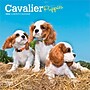 2026 BrownTrout Cavalier King Charles Spaniel Puppies 7" x 7" Monthly Wall Calendar (9798330702800)~#|#~96819588-9600-4B6A-9D7C14E7A4A857CB_sc7