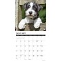 2027 Willow Creek Jack Russells 12" x 12" Monthly Wall Calendar (60834)~#|#~968D654C-3E9F-4CB4-9C4DEF7D70E7887B_sc7