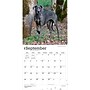 2027 BrownTrout Great Danes 12" x 12" Monthly Wall Calendar (9798330714216)~#|#~968DBB76-0864-413B-A34CD56C92E24385_sc7