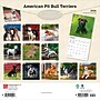 2026 BrownTrout American Pit Bull Terriers 12" x 12" Monthly Wall Calendar (9798330702091)~#|#~96FD660A-717E-43C1-A23418CC8D52D5DE_sc7