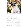 2026 Willow Creek French Bulldog Puppies 12" x 12" Monthly Wall Calendar (51160)~#|#~970A86E7-1726-4BFB-AE8E61BE3B1EB38C_sc7