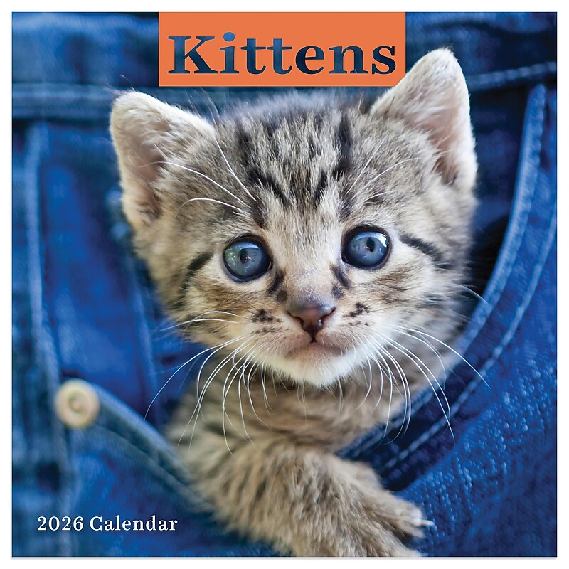 2026 TF Publishing Kittens Mini 7" x 7" Monthly Wall Calendar, Multicolor (26-2002) image 1